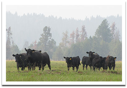 private treaty cattle cows heifers steer calves bred weaned each spring